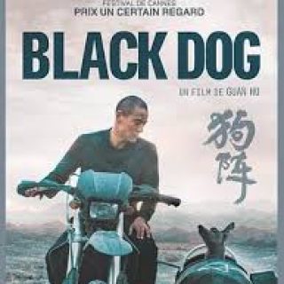 Black dog